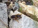  Rhodanthidium sticticum (Fabricius, 1787)