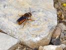  Rhodanthidium sticticum (Fabricius, 1787)
