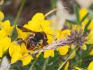  Rhodanthidium sticticum (Fabricius, 1787)
