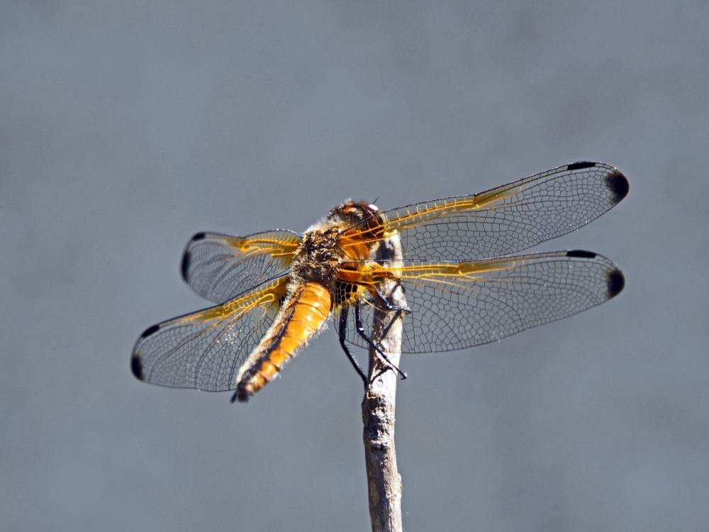 Libellule fauve (La) Libellula fulva O.F. Müller, 1764