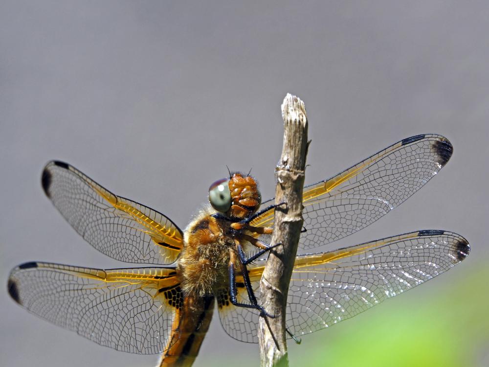 Libellule fauve (La) Libellula fulva O.F. Müller, 1764