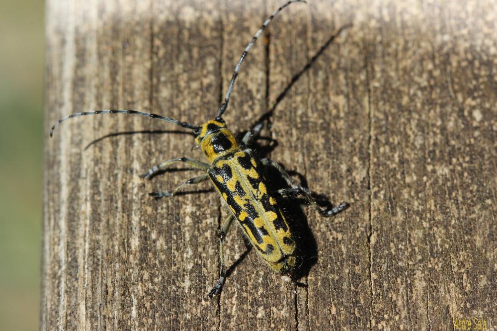 Saperda scalaris (Linnaeus, 1758)