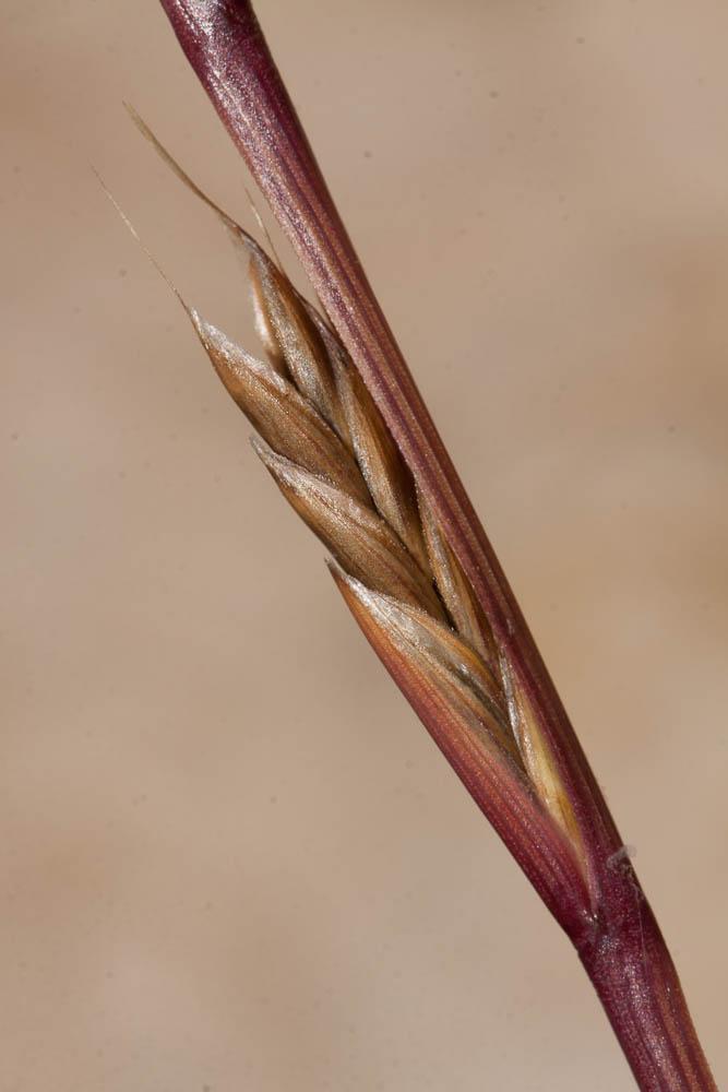 Ivraie multiflore, Ray-grass d'Italie Lolium multiflorum Lam., 1779