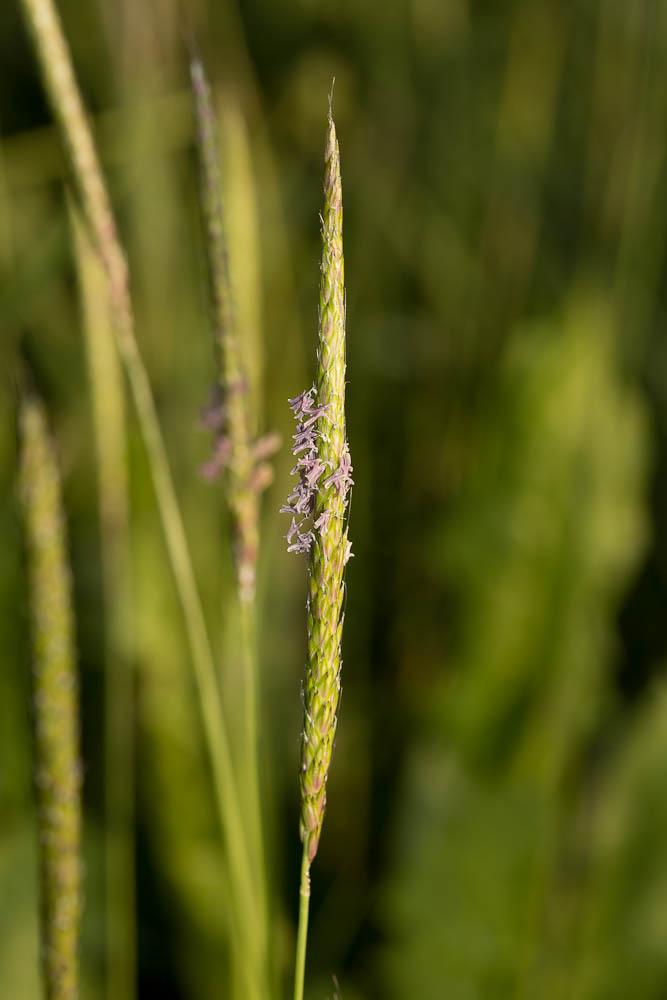 Vulpin des champs, Queue-de-renard Alopecurus myosuroides Huds., 1762