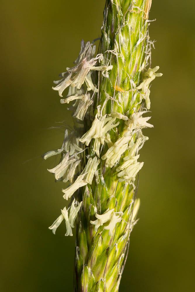Vulpin des champs, Queue-de-renard Alopecurus myosuroides Huds., 1762