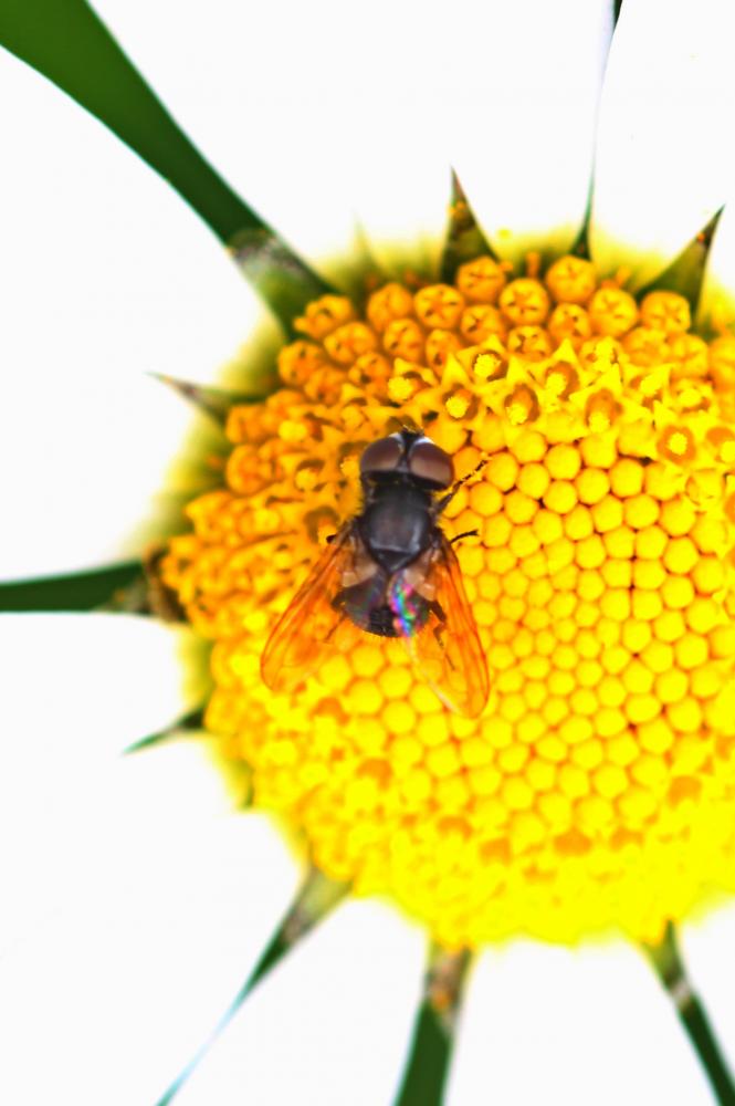 Elomya lateralis (Meigen, 1824)