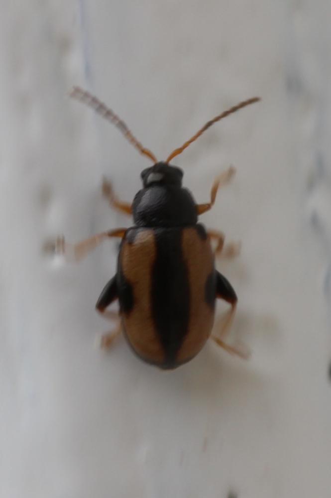  Phyllotreta Chevrolat, 1836