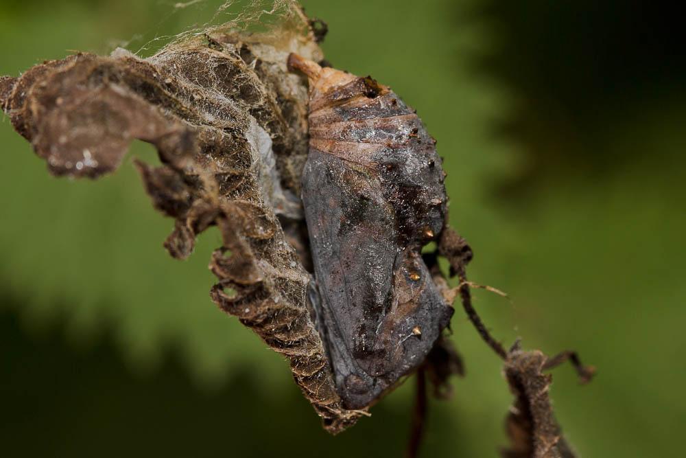 Vulcain (Le), Amiral (L'), Vanesse Vulcain (La), C Vanessa atalanta (Linnaeus, 1758)