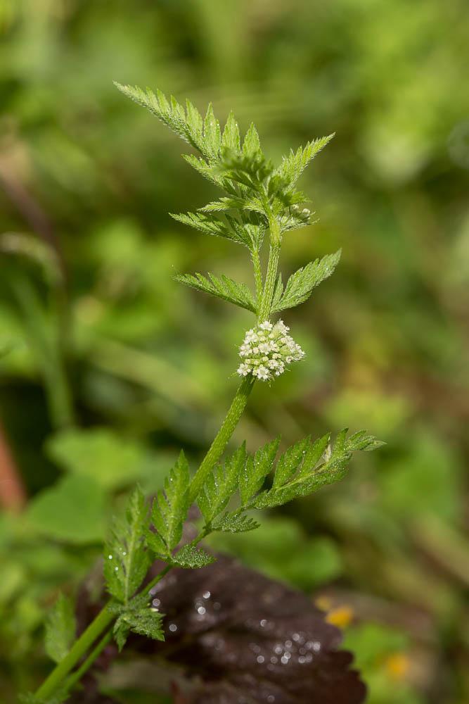 Torilis à fleurs glomérulées, Torilis noueuse Torilis nodosa (L.) Gaertn., 1788
