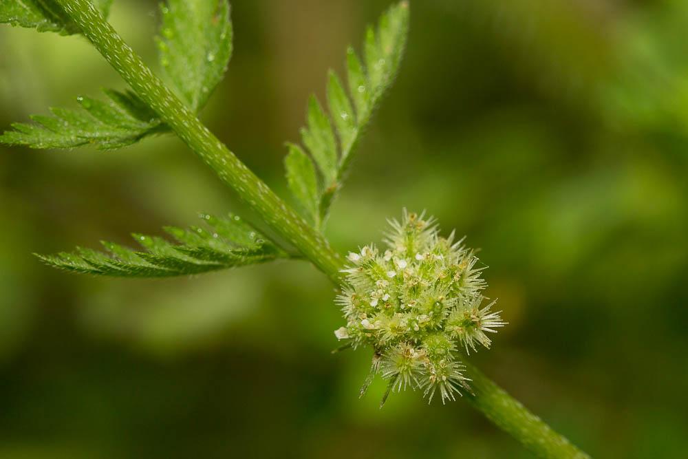 Torilis à fleurs glomérulées, Torilis noueuse Torilis nodosa (L.) Gaertn., 1788