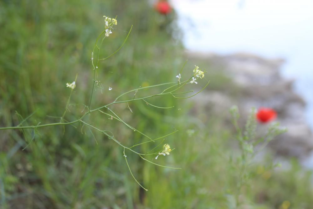 Sisymbre fausse moutarde Sisymbrium altissimum L., 1753