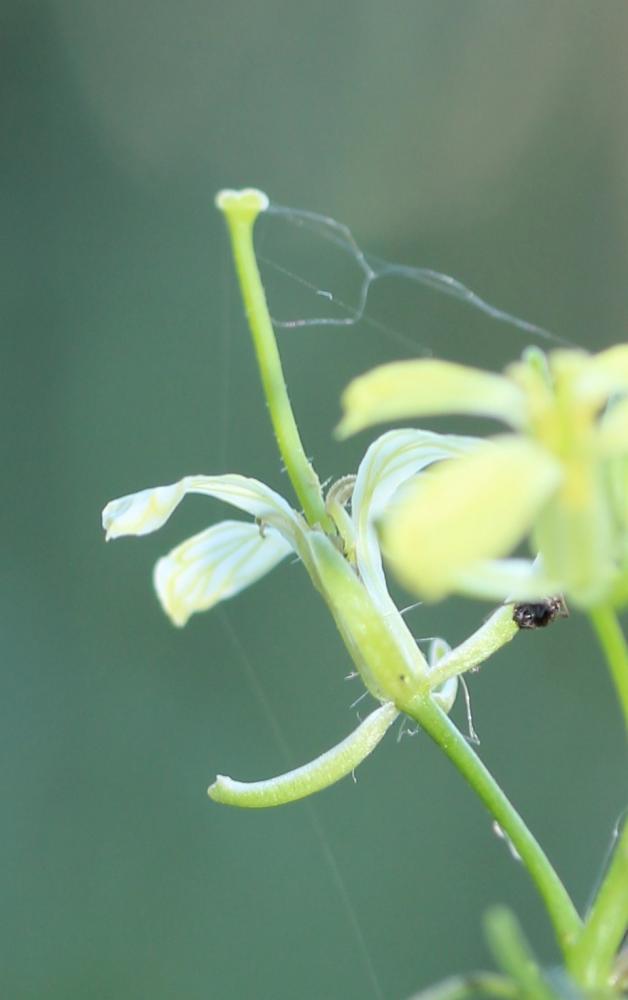 Sisymbre fausse moutarde Sisymbrium altissimum L., 1753