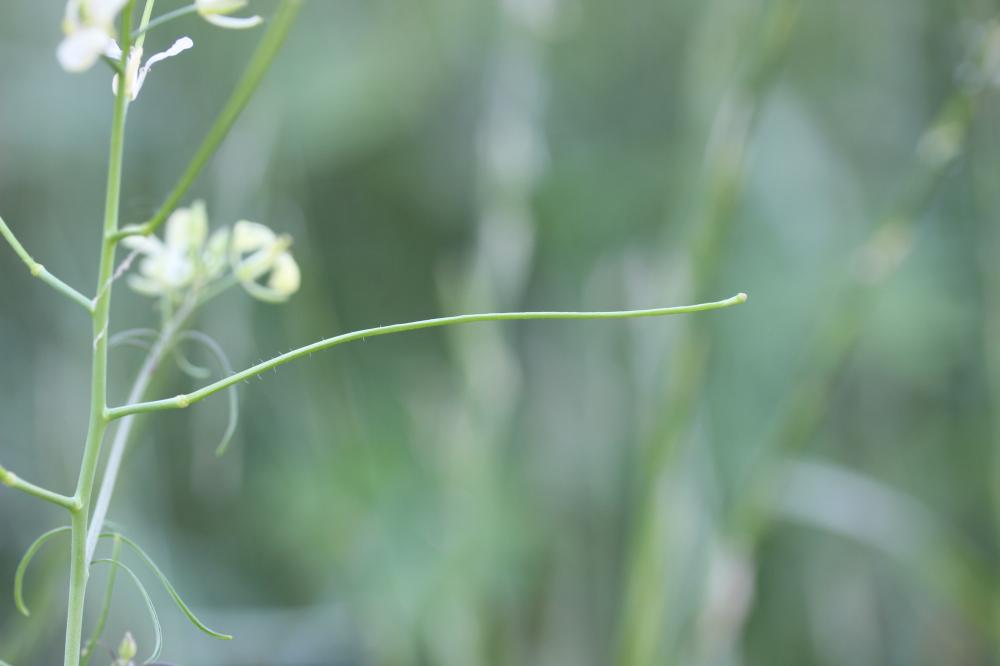 Sisymbre fausse moutarde Sisymbrium altissimum L., 1753