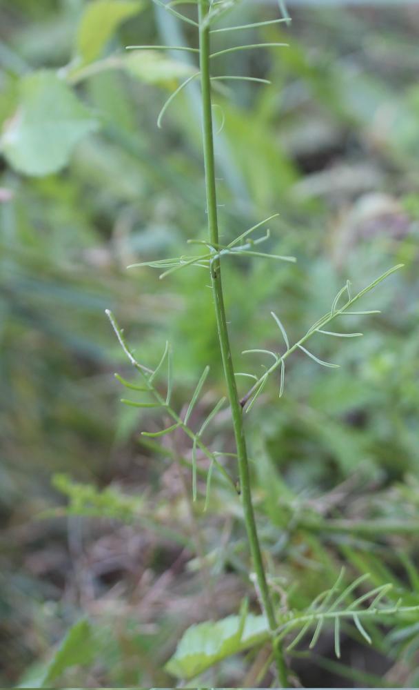 Sisymbre fausse moutarde Sisymbrium altissimum L., 1753