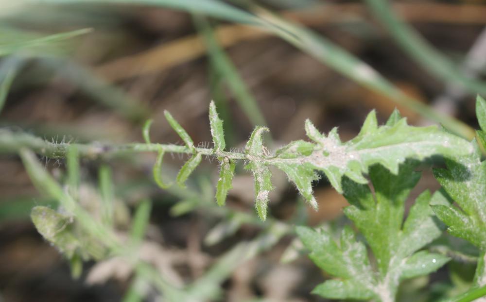 Sisymbre fausse moutarde Sisymbrium altissimum L., 1753