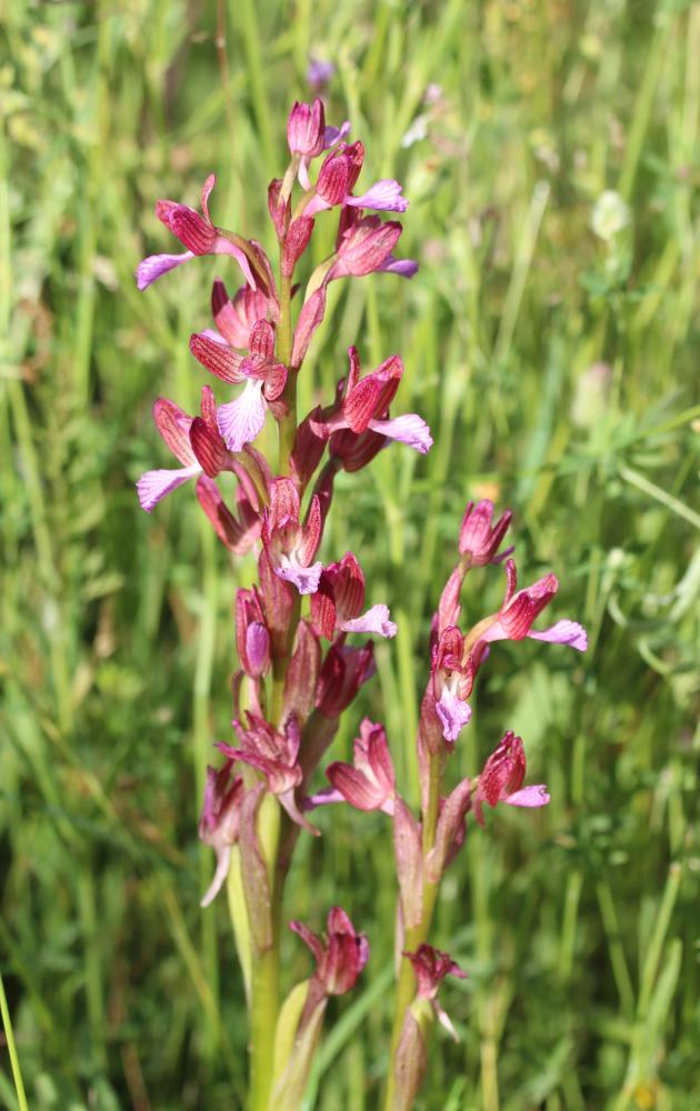 Orchis papillon Anacamptis papilionacea (L.) R.M.Bateman, Pridgeon & M.W.Chase, 1997