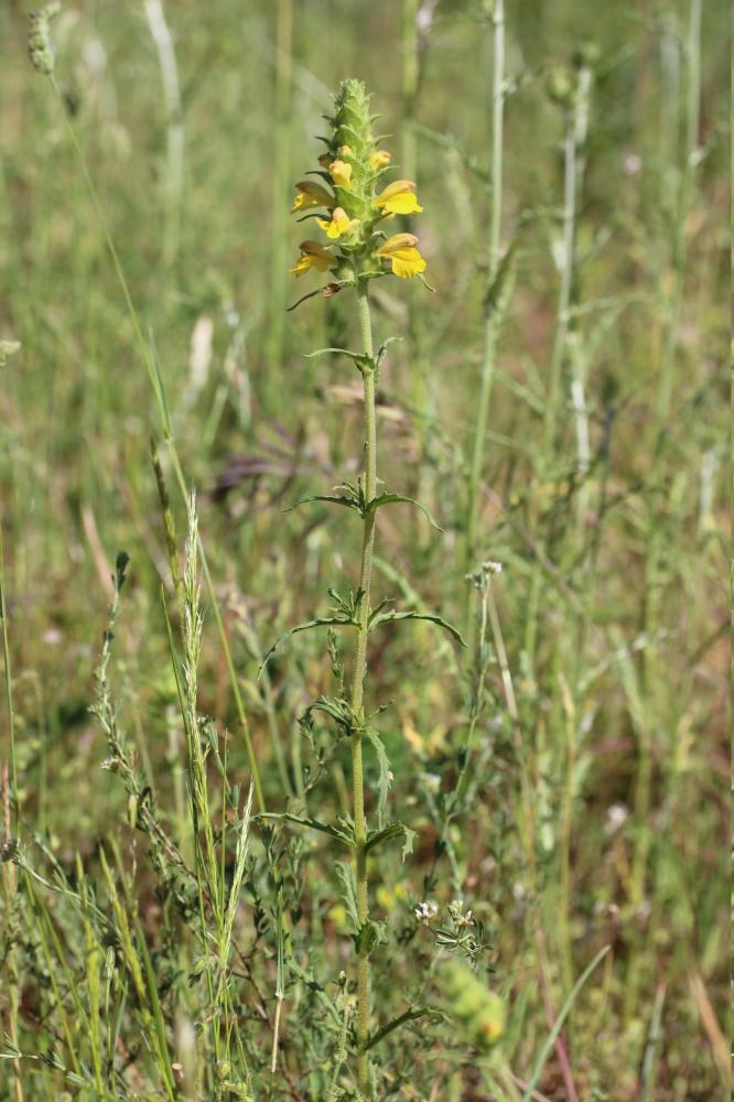 Bellardie, Bartsie trixago, Bellardie Germandrée Bartsia trixago L., 1753