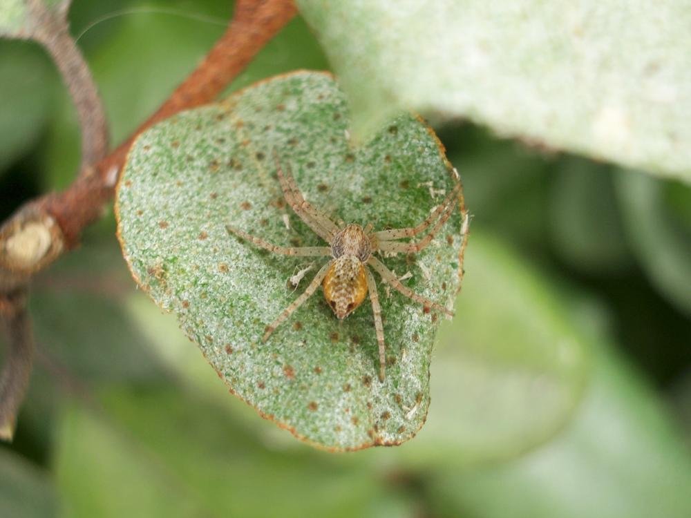 Philodromus aureolus (Clerck, 1758)