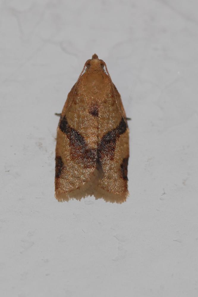  Clepsis consimilana (Hübner, 1817)