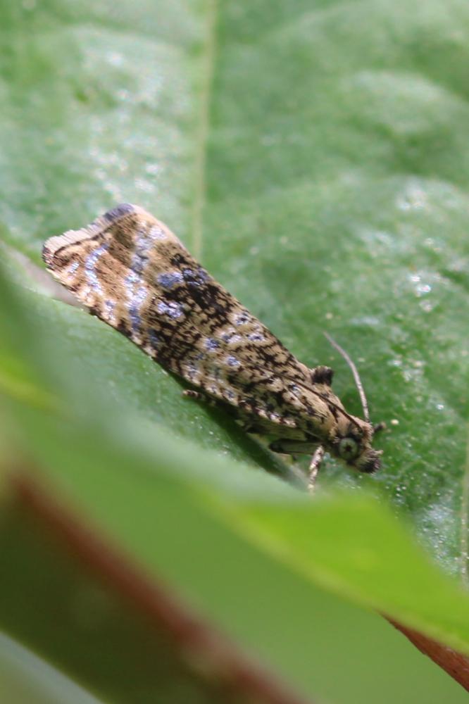  Celypha lacunana (Denis & Schiffermüller, 1775)
