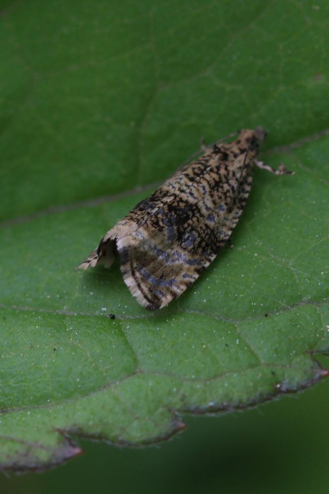  Celypha lacunana (Denis & Schiffermüller, 1775)
