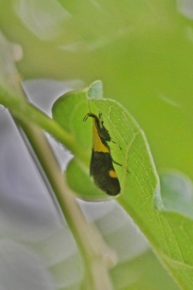 Oecophora bractella (Linnaeus, 1758)