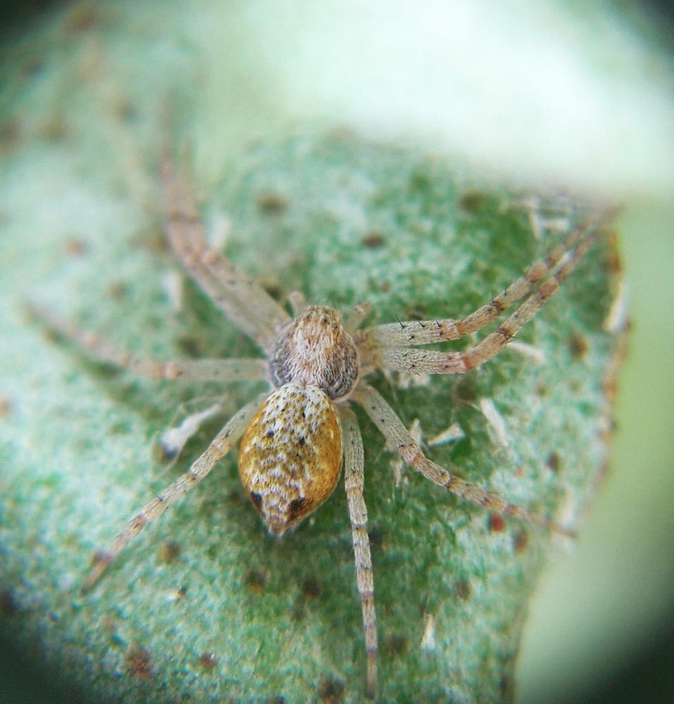  Philodromus aureolus (Clerck, 1758)
