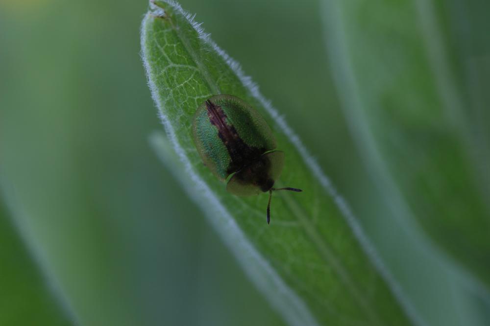 Cassida vibex Linnaeus, 1767
