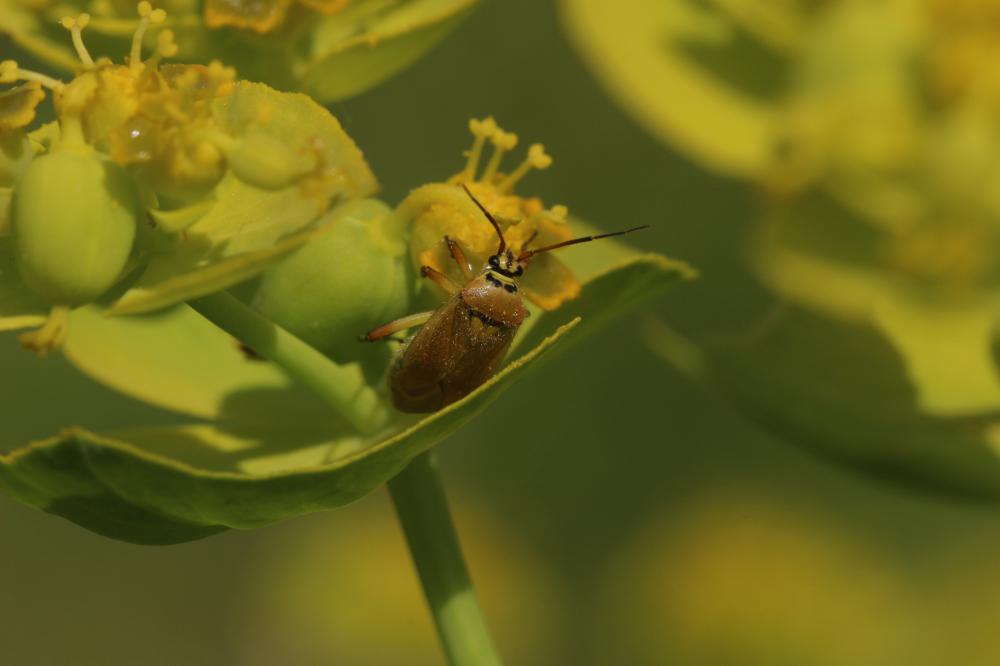  Brachycoleus pilicornis (Panzer, 1805)