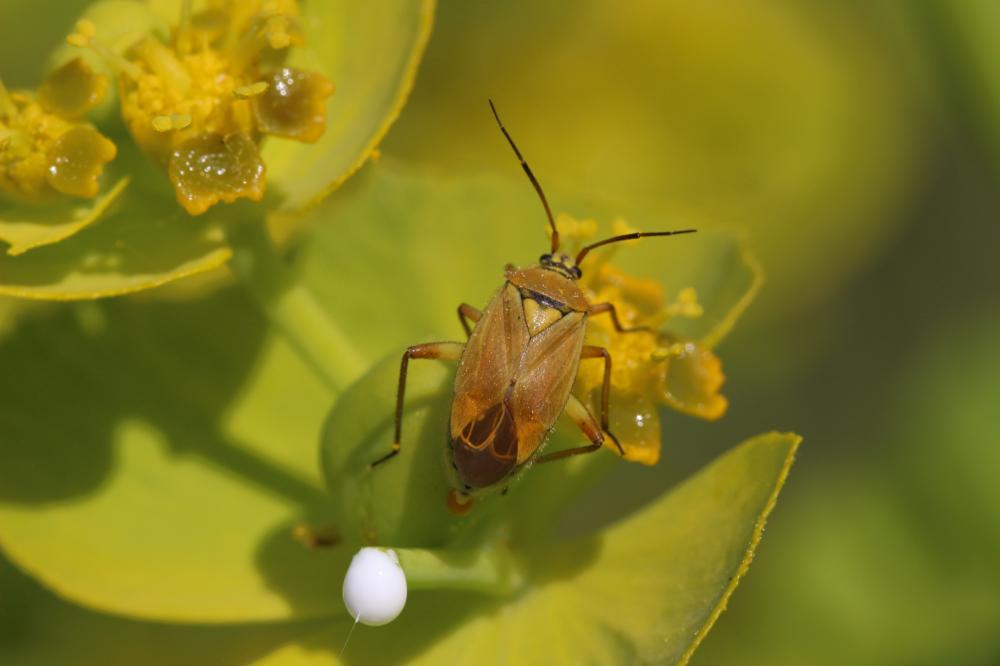 Brachycoleus pilicornis (Panzer, 1805)