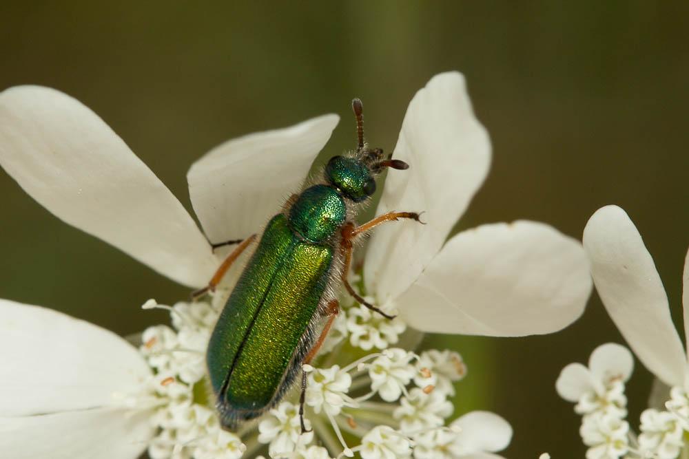  Cerocoma schaefferi (Linnaeus, 1758)