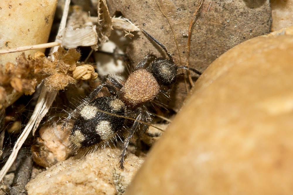 Dasylabris maura (Linnaeus, 1758)