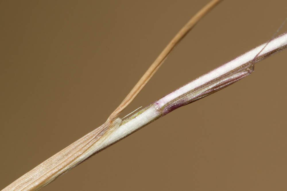 Psilure, Psilurus aristé Psilurus incurvus (Gouan) Schinz & Thell., 1913