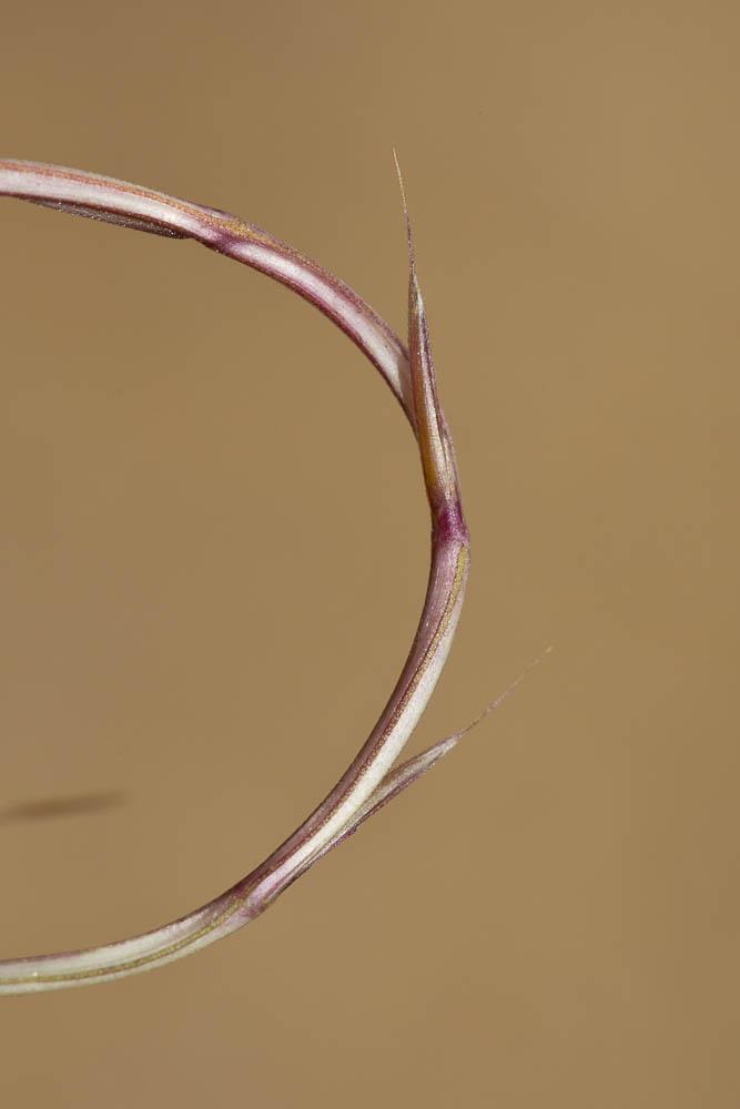 Le Psilure, Psilurus aristé Psilurus incurvus (Gouan) Schinz & Thell., 1913