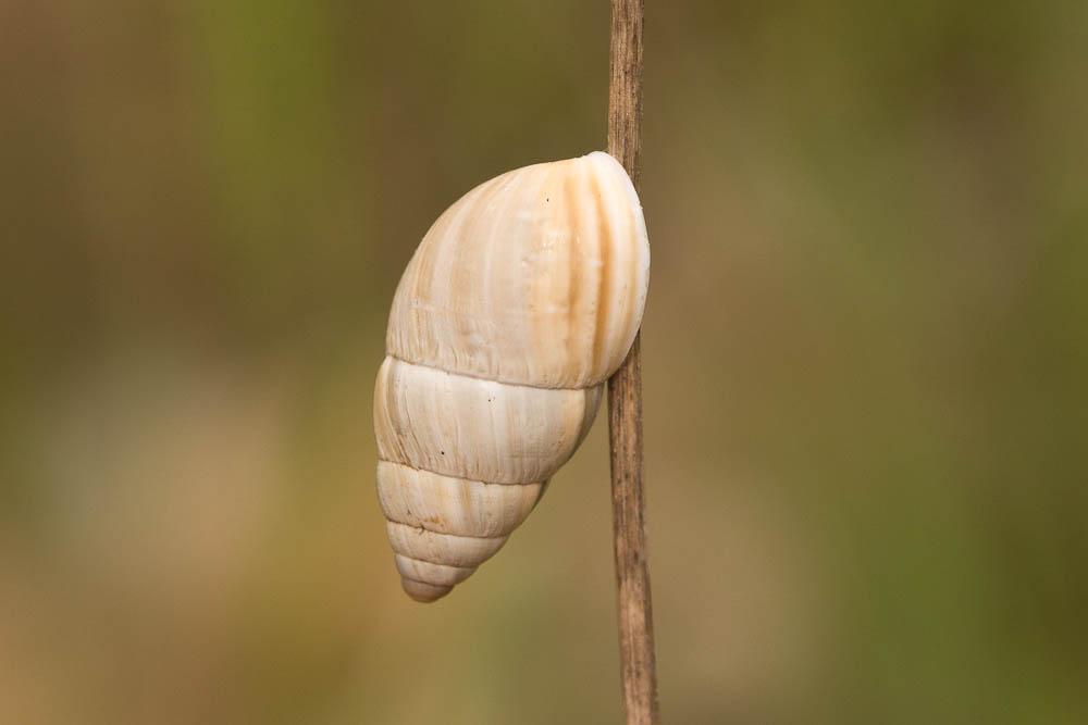 Bulime zébré Zebrina detrita (O.F. Müller, 1774)