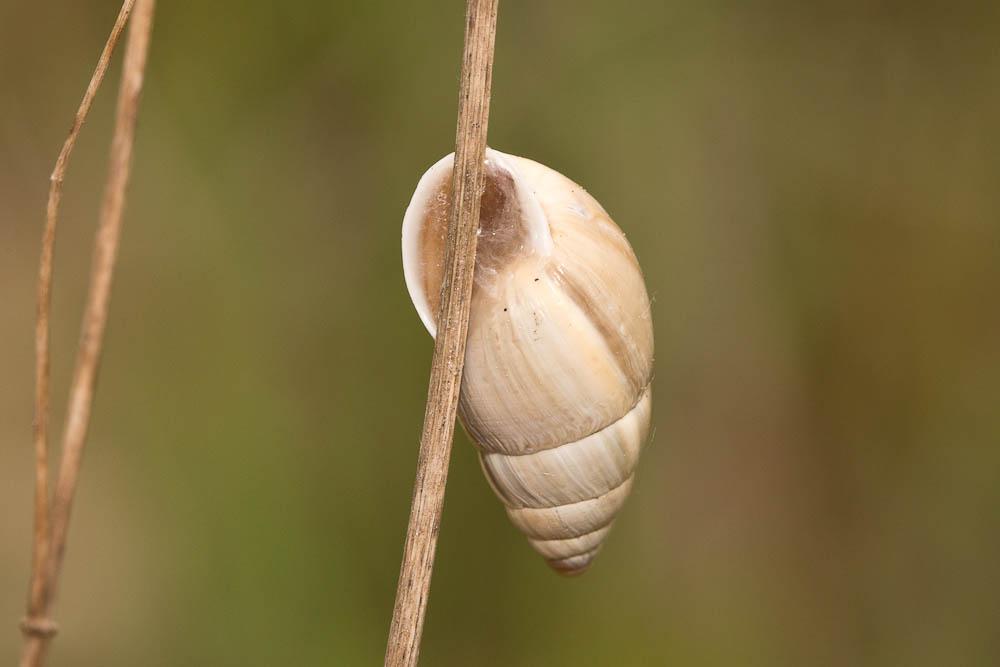 Bulime zébré Zebrina detrita (O.F. Müller, 1774)