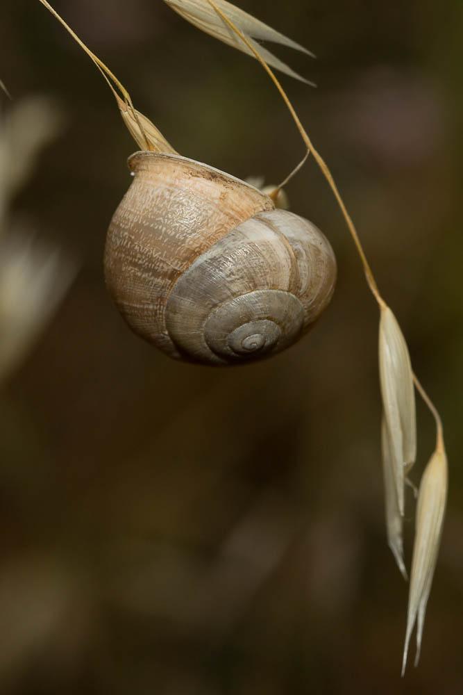 Escargot mourguéta Eobania vermiculata (O.F. Müller, 1774)
