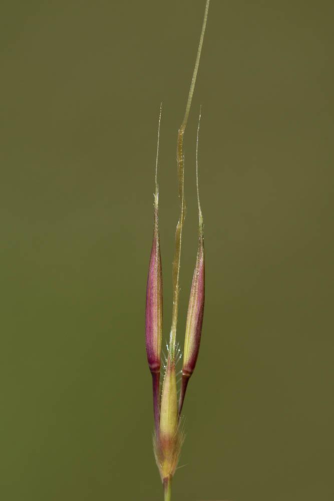 Chrysopogon grillon Chrysopogon gryllus (L.) Trin., 1820