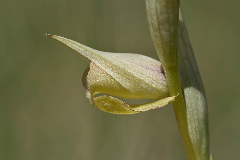 Sérapias en soc, Sérapias à labelle long Serapias vomeracea (Burm.f.) Briq., 1910