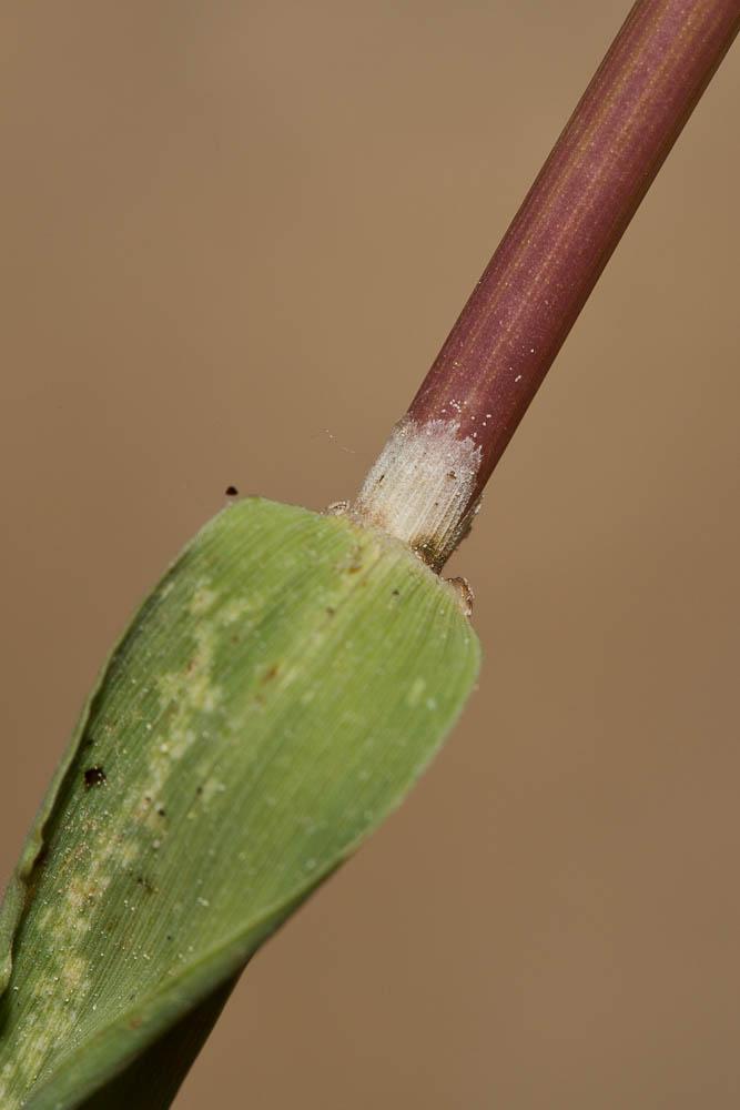Polypogon vrai, Polypogon vert Polypogon viridis (Gouan) Breistr., 1966