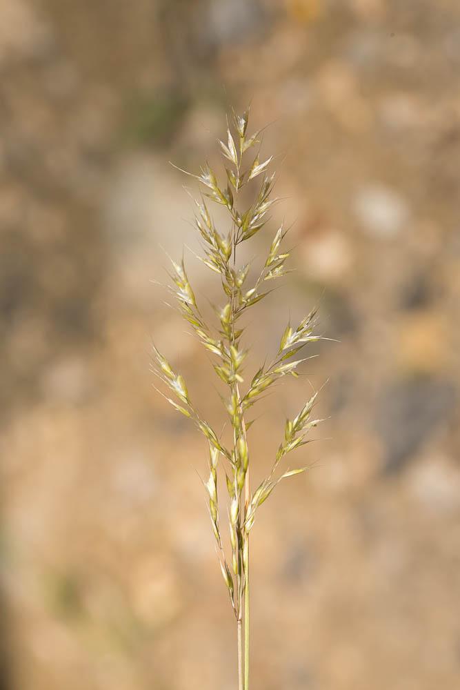 Trisète commune, Avoine dorée Trisetum flavescens (L.) P.Beauv., 1812