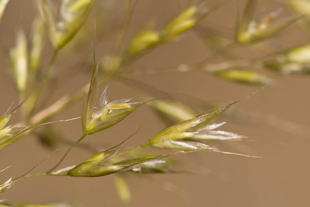 Trisète commune, Avoine dorée Trisetum flavescens (L.) P.Beauv., 1812