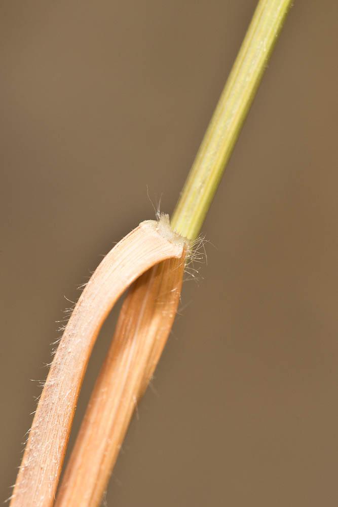 Trisète commune, Avoine dorée Trisetum flavescens (L.) P.Beauv., 1812
