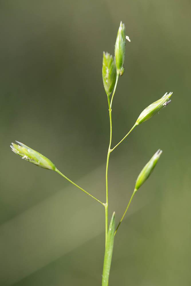 Danthonie, Sieglingie retombante Danthonia decumbens (L.) DC., 1805