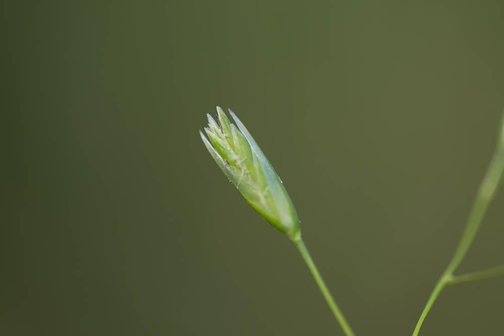 La Danthonie, Sieglingie retombante Danthonia decumbens (L.) DC., 1805