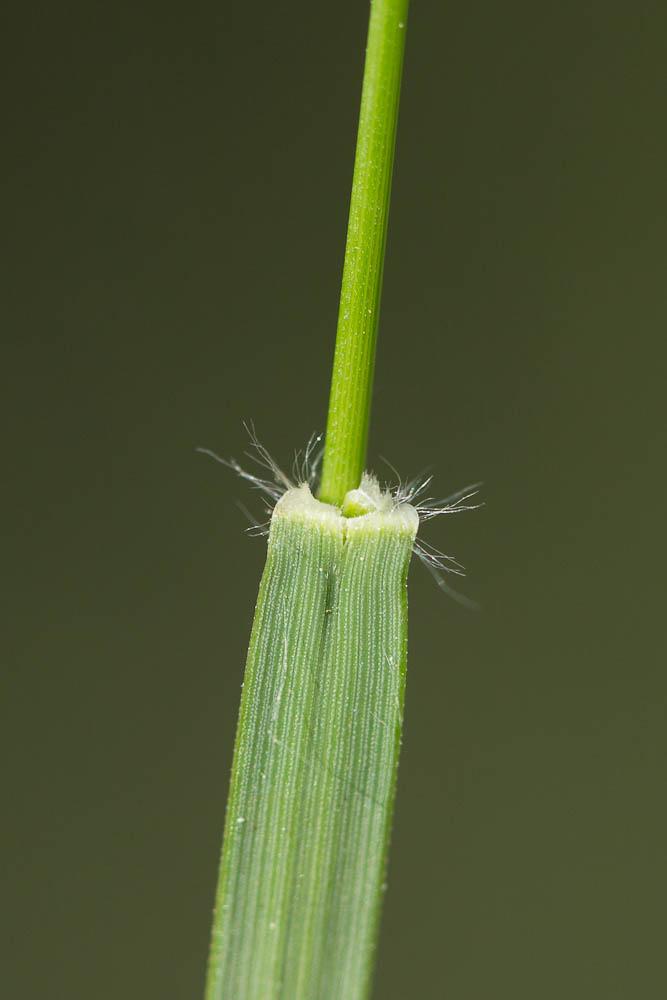 Danthonie, Sieglingie retombante Danthonia decumbens (L.) DC., 1805