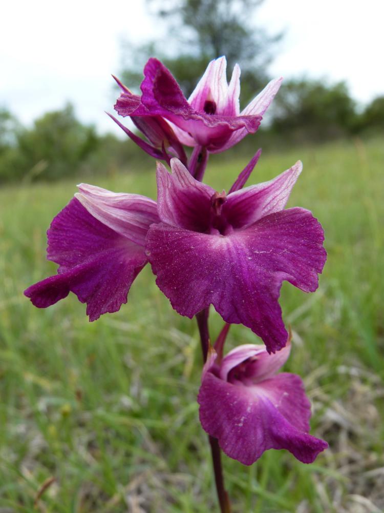 Anacamptis laxiflora x Serapias vomeracea