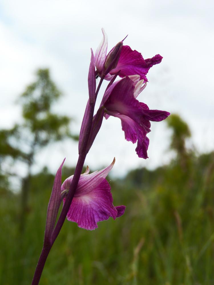  Anacamptis laxiflora x Serapias vomeracea 