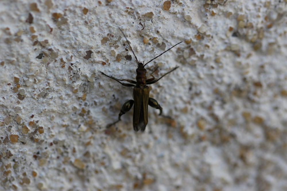 Oedemère noble Oedemera nobilis (Scopoli, 1763)