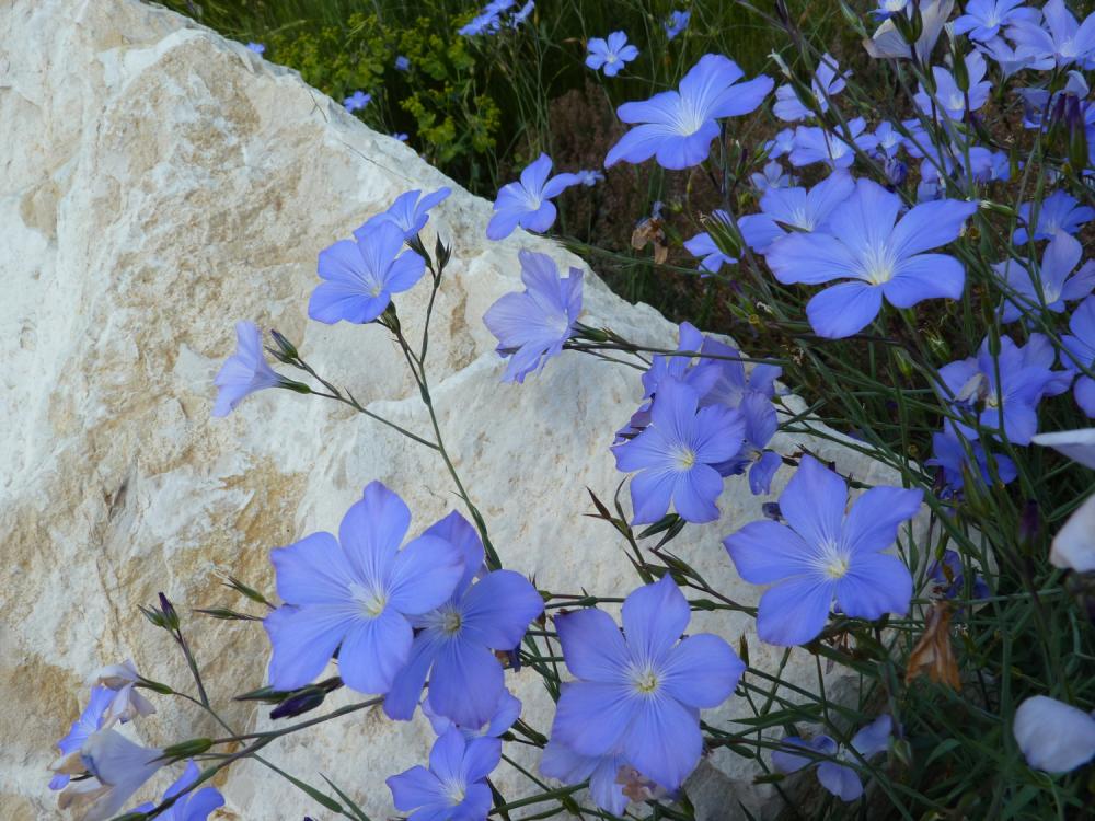 Lin de Narbonne Linum narbonense L., 1753